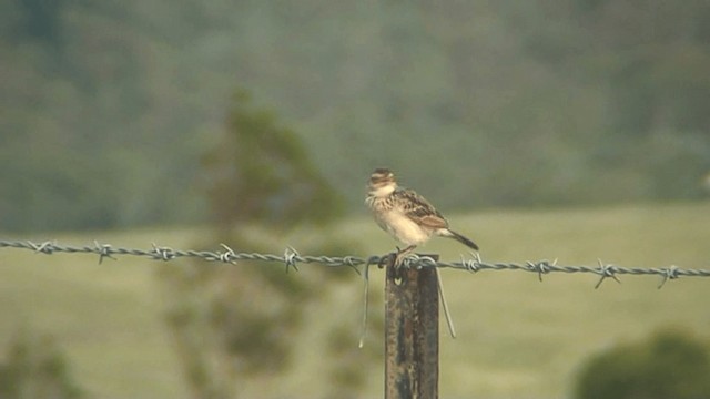 Singing Bushlark (Australasian) - ML201294081