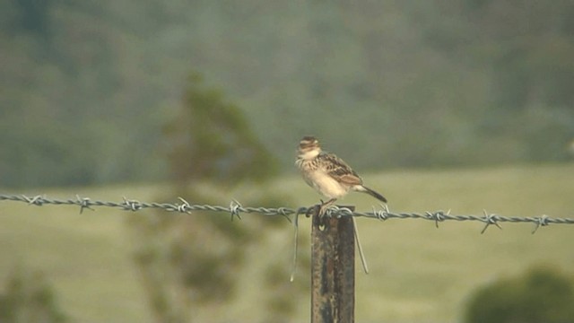 skřivan zpěvný [skupina javanica] - ML201294081