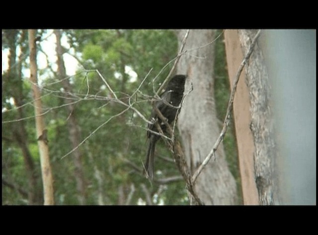 Spangled Drongo (Spangled) - ML201294161