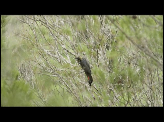 kakadu hnědohlavý - ML201294171