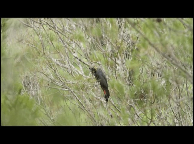 Glossy Black-Cockatoo - ML201294171