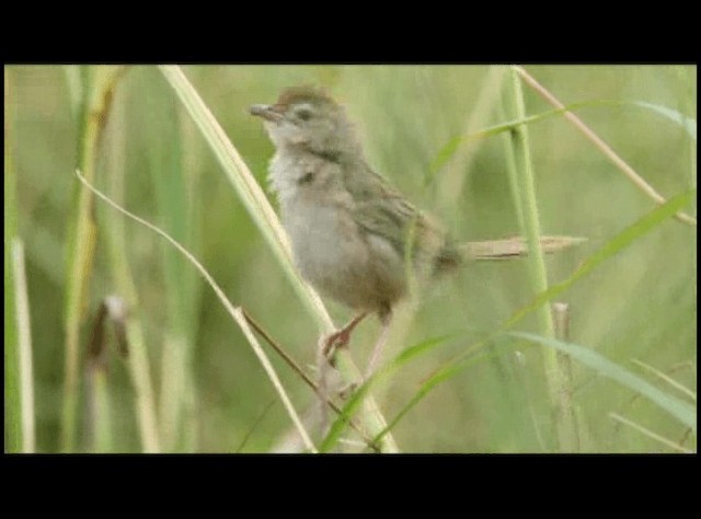 Yerbera Leonada - ML201294181