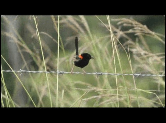 Red-backed Fairywren - ML201294191