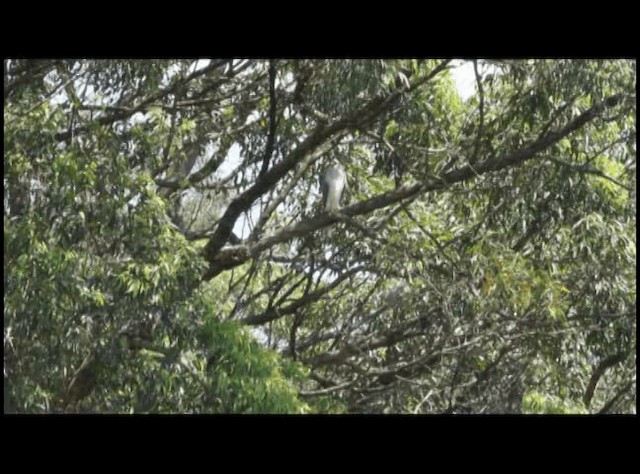 Autour blanc - ML201294211