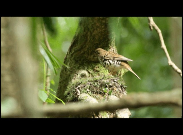 Russet-tailed Thrush (Russet-tailed) - ML201294221