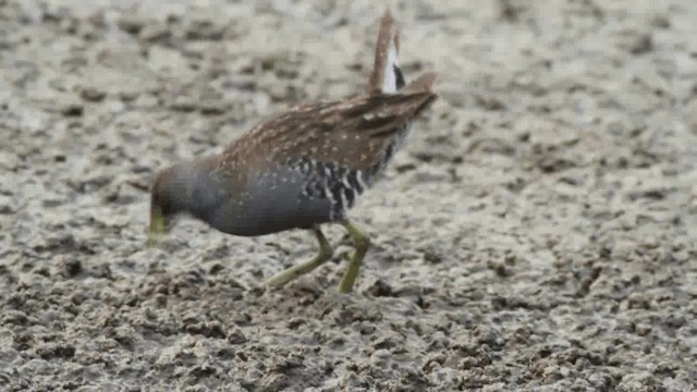 Australian Crake - ML201294251