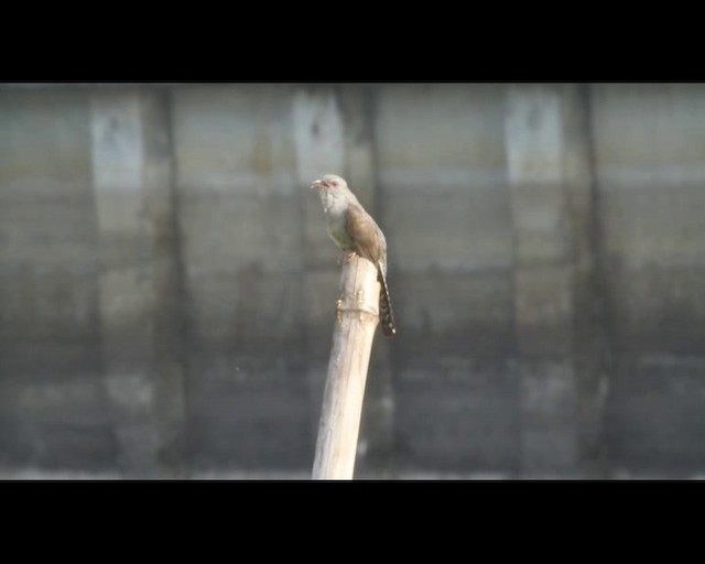 Plaintive Cuckoo - ML201294261