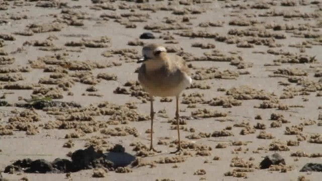 Oriental Plover - ML201294291