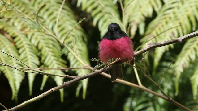 Pink Robin - ML201294311