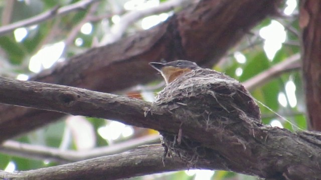 Satin Flycatcher - ML201294321