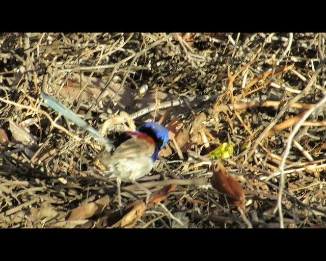 Purple-backed Fairywren (Purple-backed) - ML201294341