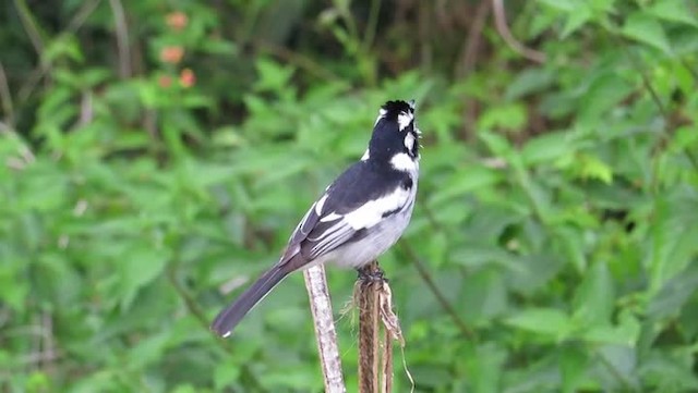 White-eared Monarch - ML201294361