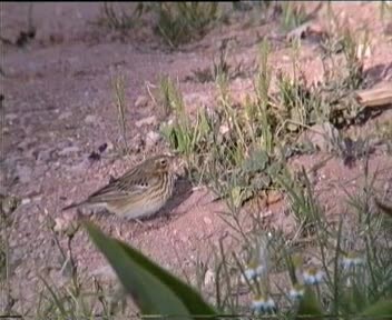 Tree Pipit - ML201294371