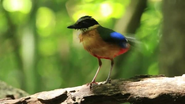 Blue-winged Pitta - ML201294381