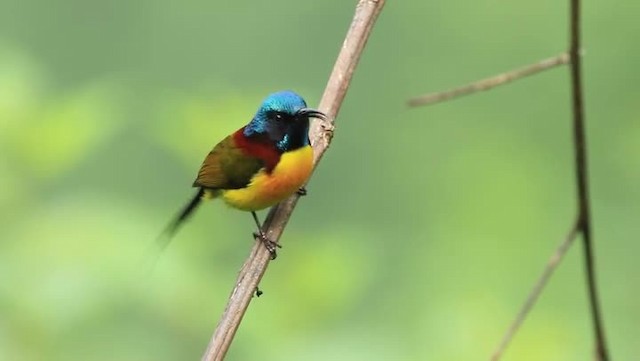 Green-tailed Sunbird (Green-tailed) - ML201294411