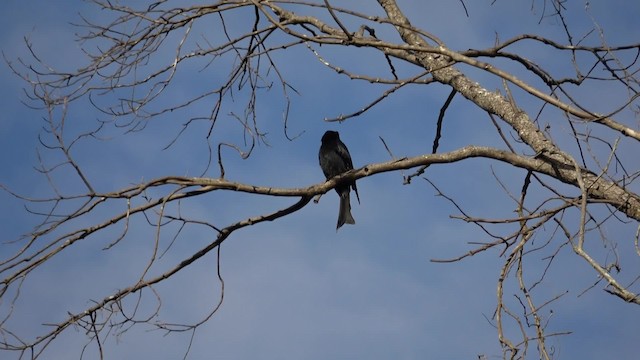 Yıldızlı Drongo [bracteatus grubu] - ML201294451