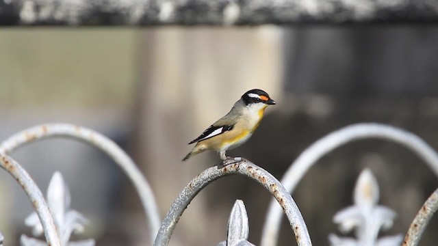 Pardalote Estriado (grupo melanocephalus) - ML201294471