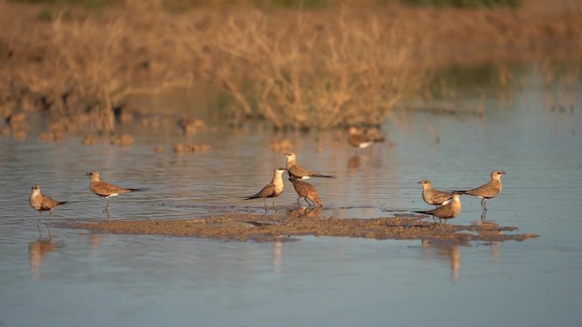 Australian Pratincole - ML201294481