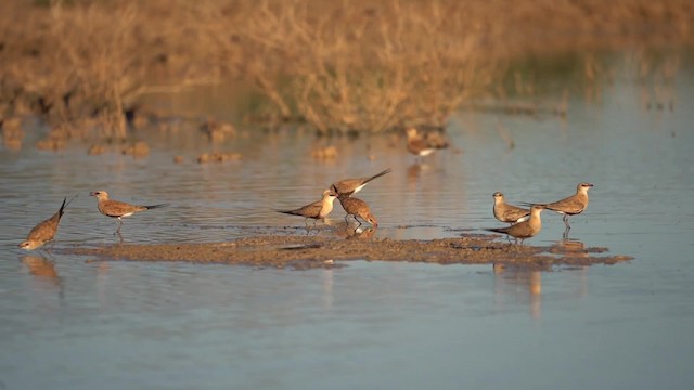 Australian Pratincole - ML201294491