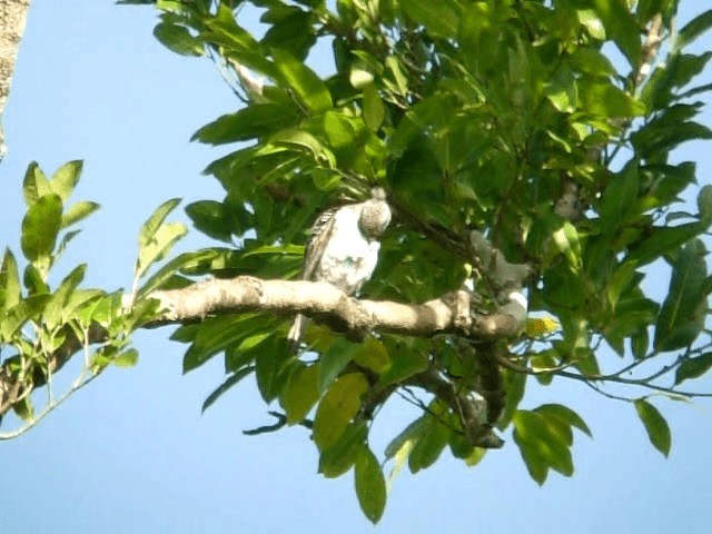 Lovely Cotinga - ML201294511