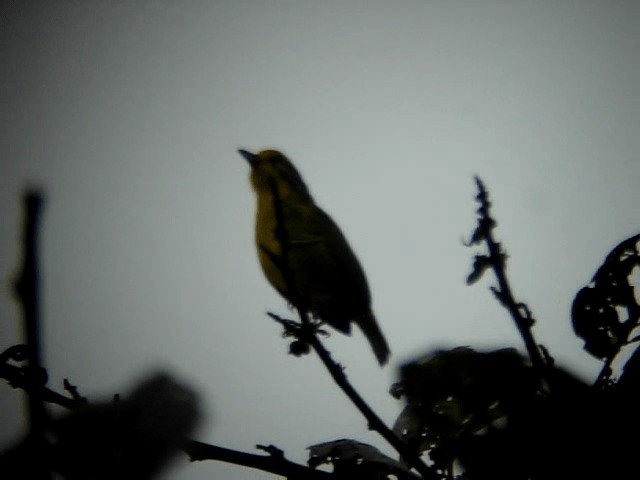 Slaty-capped Shrike-Vireo (Pale-legged) - ML201294521