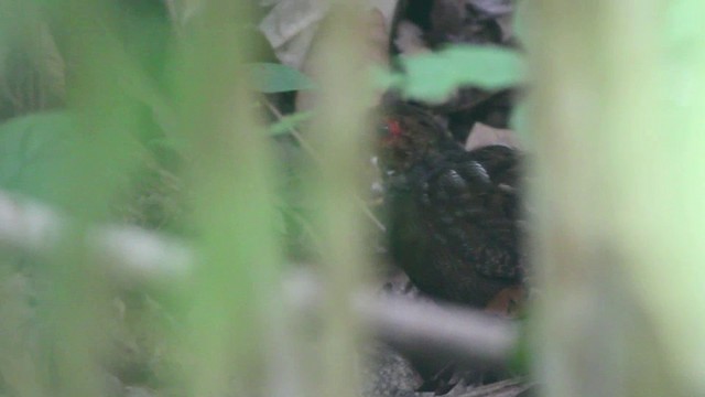 Marbled Wood-Quail - ML201294531
