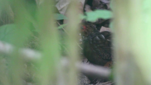 Marbled Wood-Quail - ML201294531