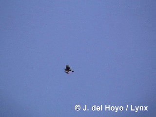 Chimango Caracara - ML201294551