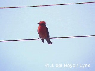 Vermilion Flycatcher (obscurus Group) - ML201295201