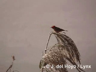 Vermilion Flycatcher (obscurus Group) - ML201295211