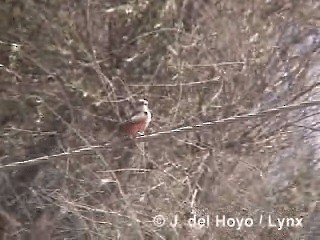 Vermilion Flycatcher (obscurus Group) - ML201295221