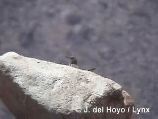 Straight-billed Earthcreeper - ML201295401