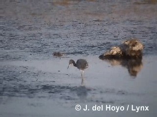 Little Blue Heron - ML201295421