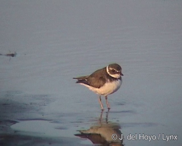 Semipalmated Plover - ML201295561