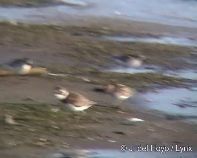 Semipalmated Plover - ML201295571