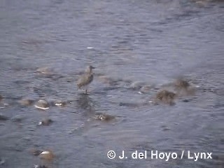 Spotted Sandpiper - ML201295591