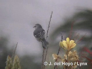 Cinereous Conebill (Cinereous) - ML201295611