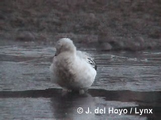 Andean Goose - ML201295641