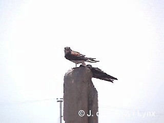 American Kestrel (South American) - ML201295651