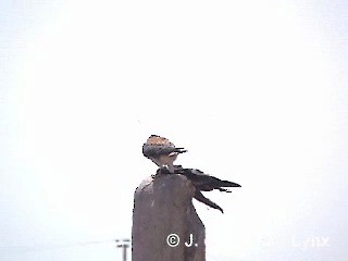 American Kestrel (South American) - ML201295661