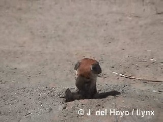 American Kestrel (South American) - ML201295671