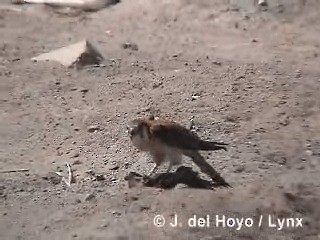 American Kestrel (South American) - ML201295681