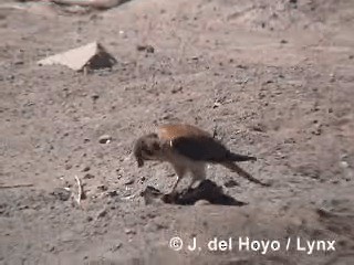 American Kestrel (South American) - ML201295691