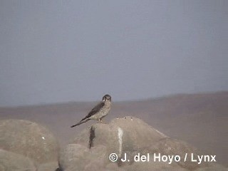 American Kestrel (South American) - ML201295701