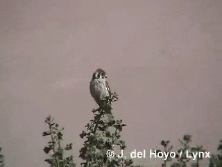 American Kestrel (South American) - ML201295711