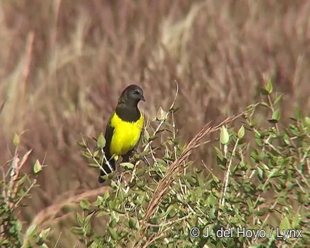 Yellow-rumped Marshbird - ML201295831