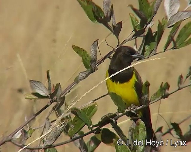 Yellow-rumped Marshbird - ML201295841