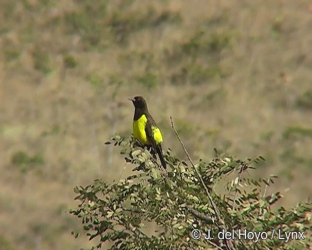 Yellow-rumped Marshbird - ML201295851