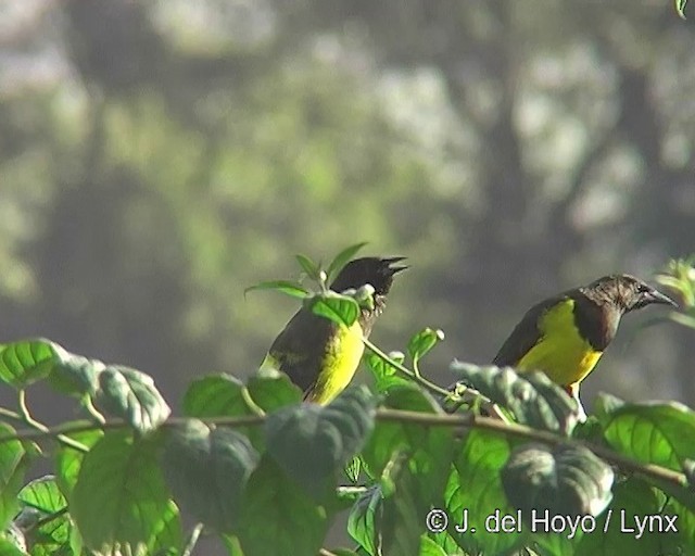 Yellow-rumped Marshbird - ML201295861