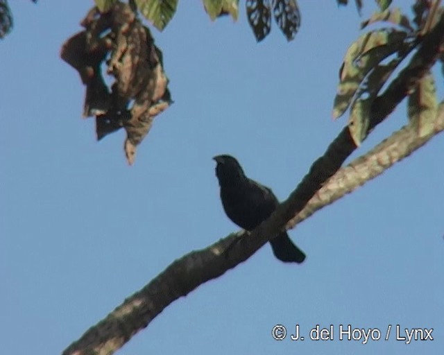 Chopi Blackbird - ML201295871